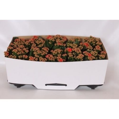 Kalanchoe rosalina rood