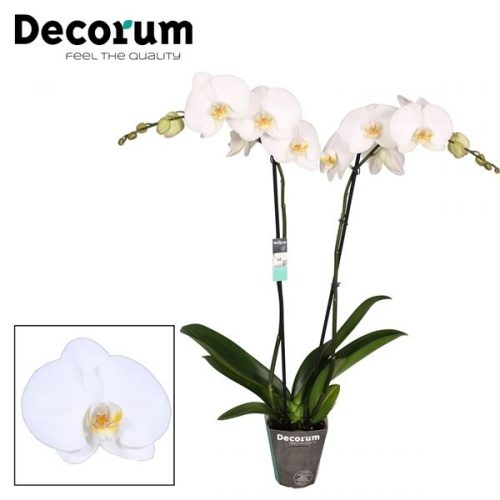 Phalaenopsis anthura tokyo	 2 tak 16+ 75cm	-	10	-	Adet