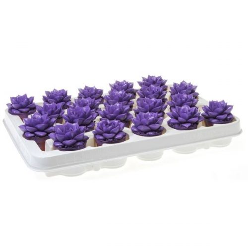 Echeveria rainbow purper purple
