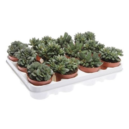 Adromischus mix ad8001