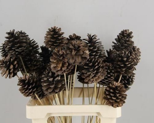 Stick Pine Cone Natural Large - Dennenappel h%