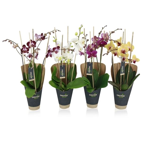 Phalaenopsis mix