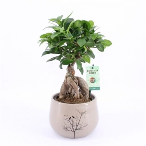 Ficus microcarpa ginseng