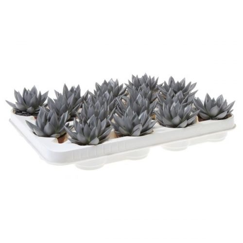 Echeveria miranda rainbow grey