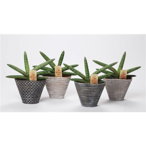 Sansevieria skyline met keramiek ca
