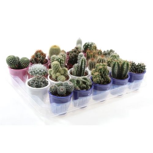 Cactus mix in kleur pot po5005