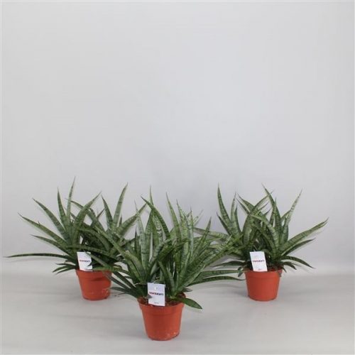 Sansevieria sansiam moto