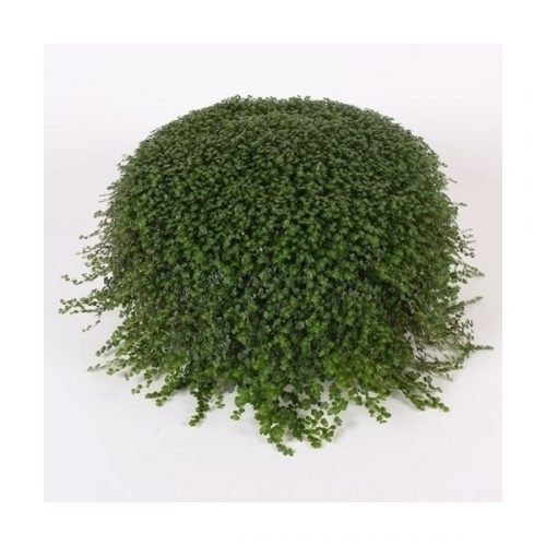 Soleirolia soleirolii sogro14