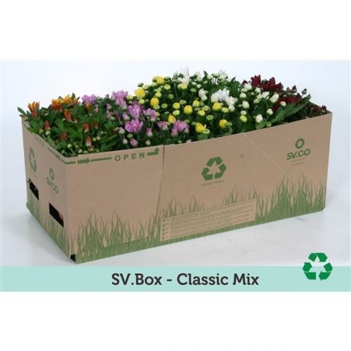 Chrysanthemum ind. mix classic