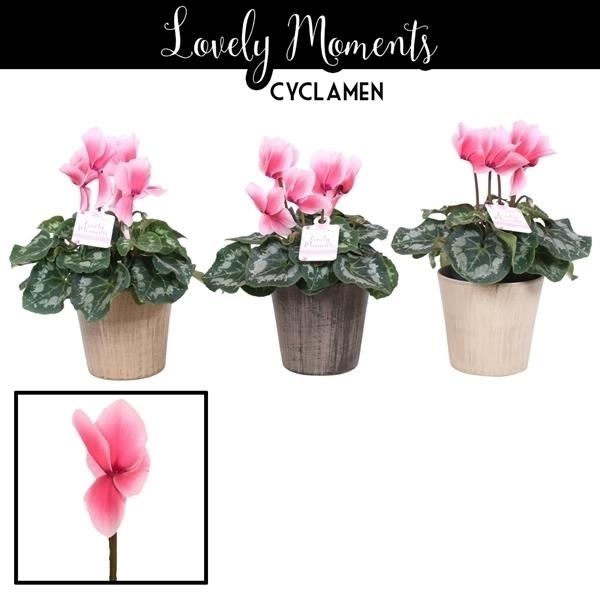 Cyclaam lovely moments in ompot sav