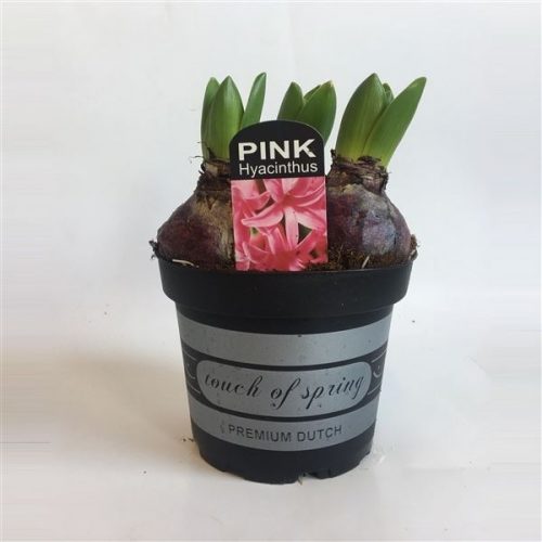 Hyacinthus orientalis pink pearl