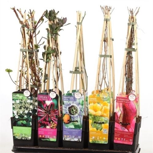 Klimplanten mix tray standaard
