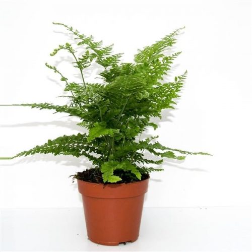 Microlepia speluncae