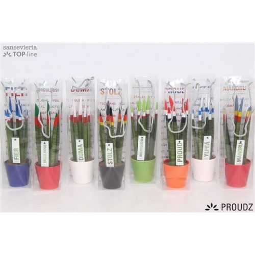 Sansevieria cilindrica proudz mix