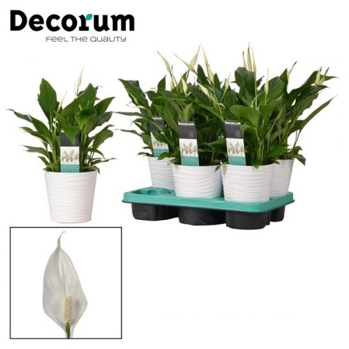 Spathiphyllum bellini 12016	 6+ bloem in wave keramiek	-	6	-	Adet