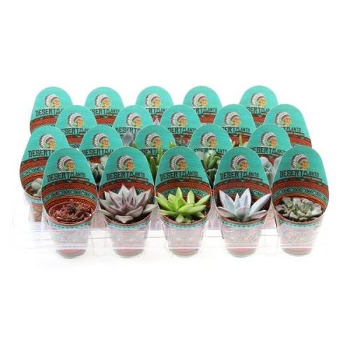 Succulenten mix in potcover pv5030