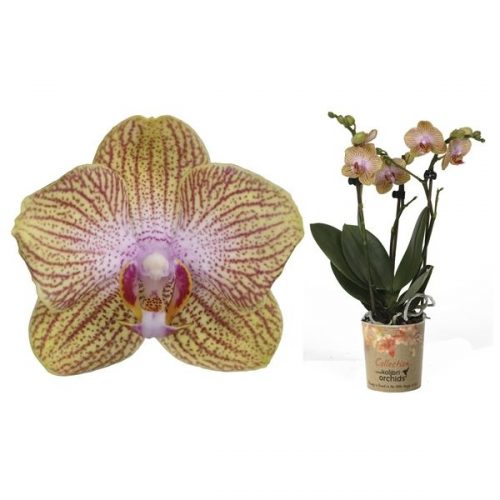 Phalaenopsis multiflora kolibri trento