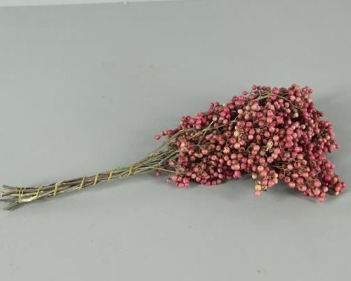 Schinus molle pink bs - Schinus molle pink bs
