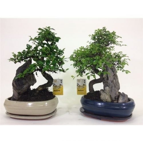 Bonsai s-vorm + rots