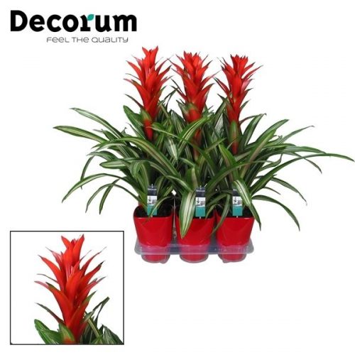 Guzmania bandera rood	 in luxe keramiek	-	6	-	Adet