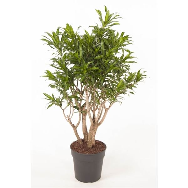 Dracaena reflexa song of jamaica vertakt