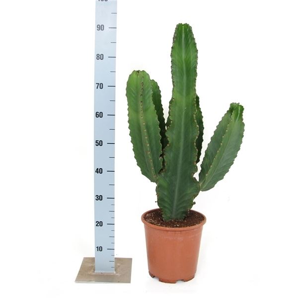 Euphorbia ingens can18 1 Euphorbia ingens can18