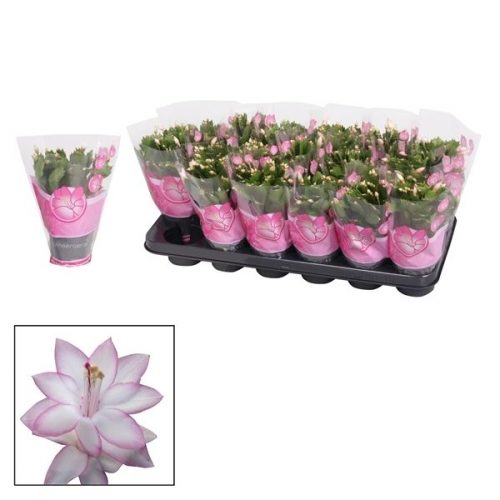 Schlumbergera roze