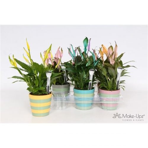 Spathiphyllum chopin ultimo colorz col10013