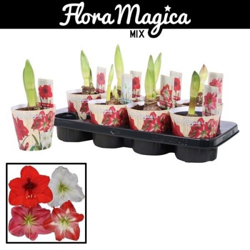 Hippeastrum mix standaard