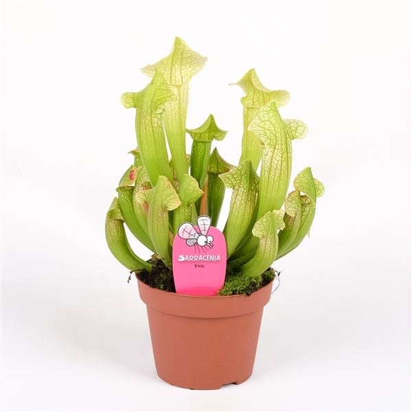 Sarracenia eva