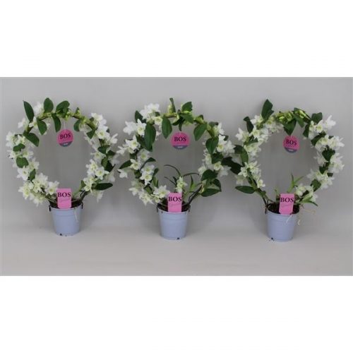 Dendrobium nobile star class wit