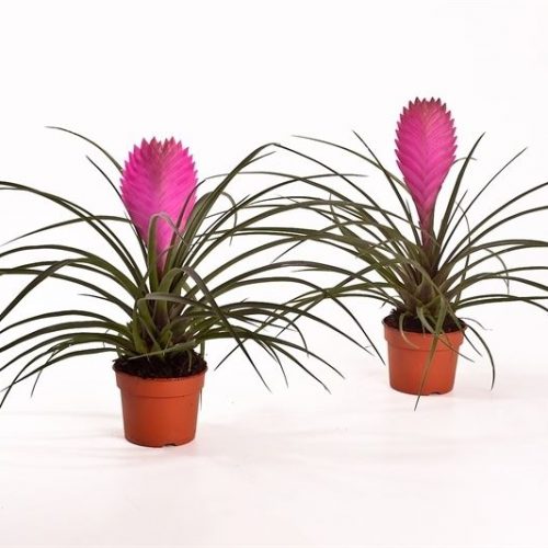 Tillandsia cyanea anita