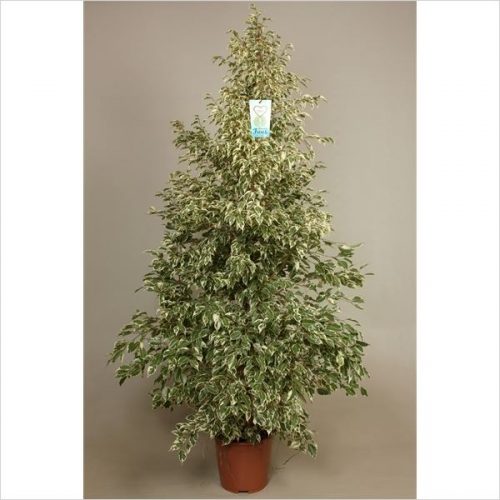 Ficus benjamina starlight