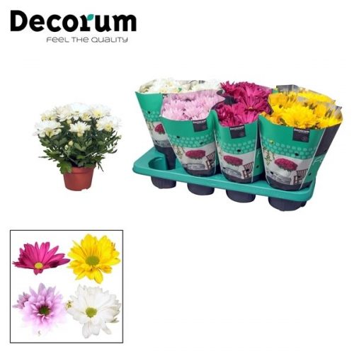 Chrysanthemum ind. margarita mix	 3 stek	-	8	-	Adet