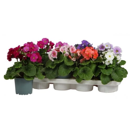 Primula obconica touch me mix