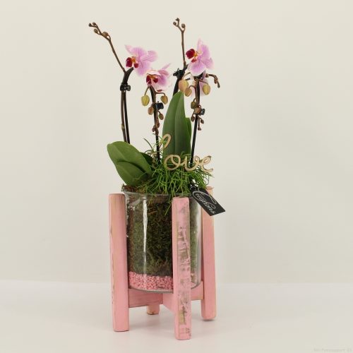 Phalrm-2020rz romantic phalaenopsis	-	6	-	Adet
