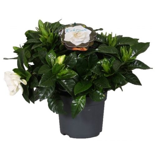 Gardenia jasminoides