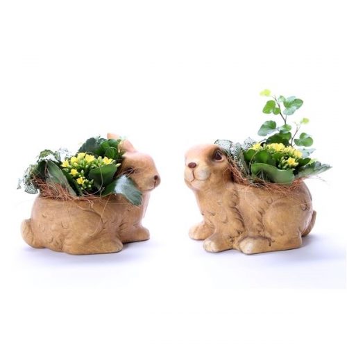 Kamerplanten mix pa113