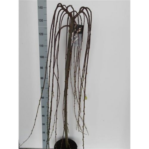 Salix caprea kilmarnock