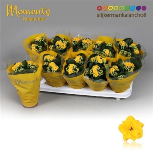 Kalanchoe calandiva geel