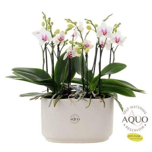 Phalaenopsis boquetto passione