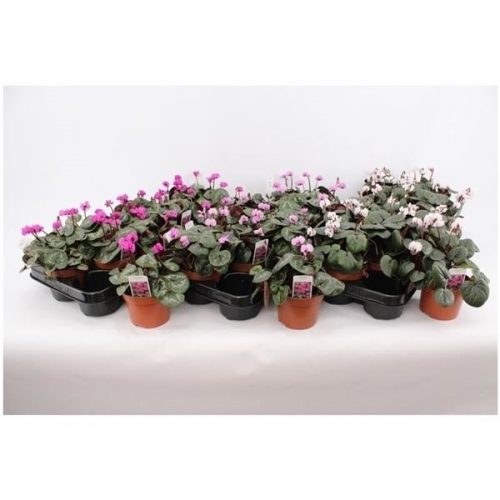 Cyclaam coum mix layer