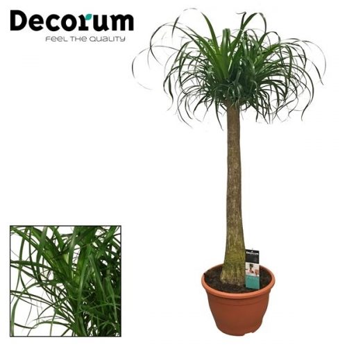 Beaucarnea recurvata recht xl