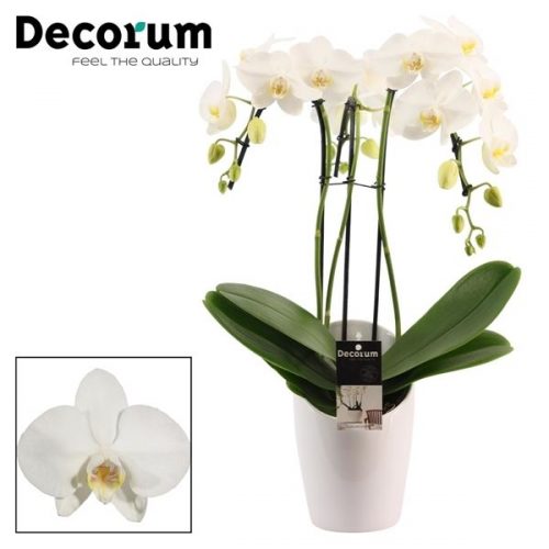 Phalaenopsis wit umbrella puwdpm	 3 tak in miami wit	-	3	-	Adet