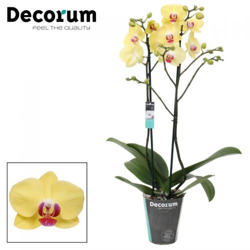 Phalaenopsis miraflore	phal. miraflore - 2 spike 12cm	-	4	-	Adet