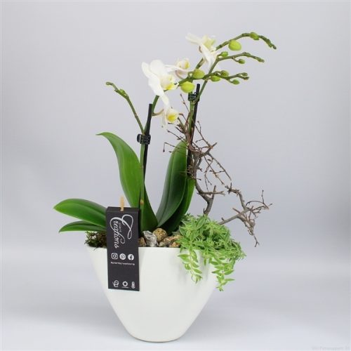 Phal-2027w phalaenopsis creatie	-	5	-	Adet