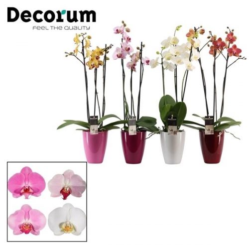 Phalaenopsis mix p3tdpc	 3 tak in carly keramiek	-	6	-	Adet