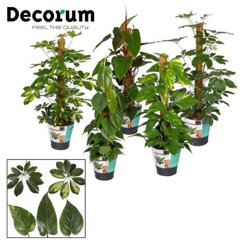 Kamerplanten mix