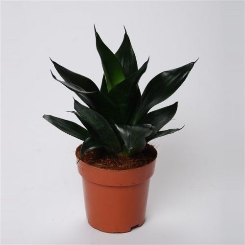 Sansevieria trifasciata black dragon
