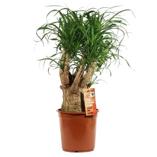 Beaucarnea recurvata vertakt